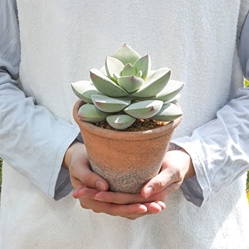 T4U Fake Succulents, Big Large Succulents Plants 5.9" x 7.5"‚àö√Æ¬¨‚à´‚àö‚Ä¢Artificial Plant Potted Cute Desk Accessories Livingroom Bathroom and Home Decoration Office Desk Decor for Women Fake Plants Decor