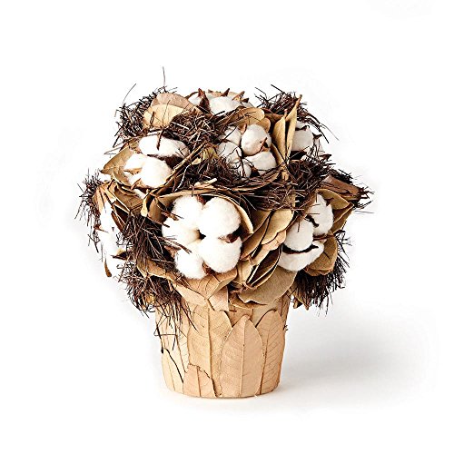 Napa Home & Garden Southern Cotton 8.5" Arrangement