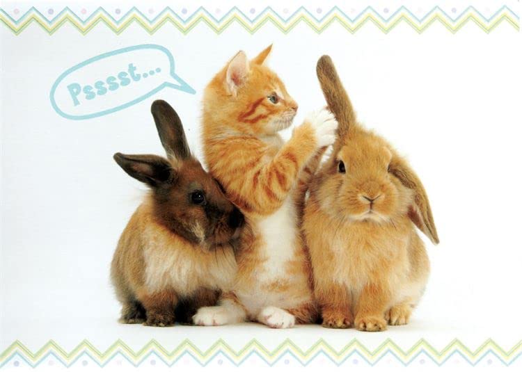 Design Design 100-79454 Kitty And Floppy Ear Bunnies Easter Greeting Card