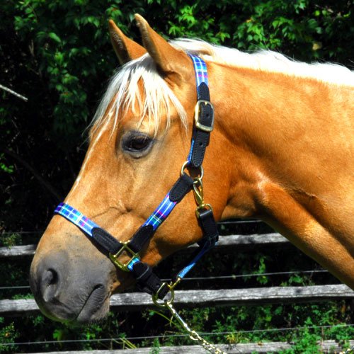 Intrepid International Highland Halter with Leather Accents, Warmblood Blue