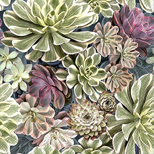 Boston International IHR Ideal Home Range - Paper Napkins SUKKULENT 20-Count 3-Ply Cocktail Napkins 5 x 5 inches