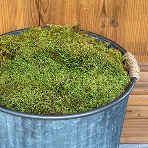 Park Hill Collection EBD81737 Sheet Moss, 1.75 Cubic feet, Natural, Air-Dried Moss