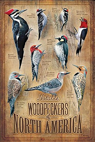 Wild Wings(WI) Backyard Woodpeckers of North America 12" x 18" Wood Sign by Susan Bourdet