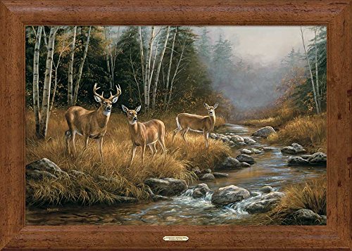 Wild Wings(MN) October Mist - Whitetail Deer Framed Gallery Canvas by Rosemary Millette