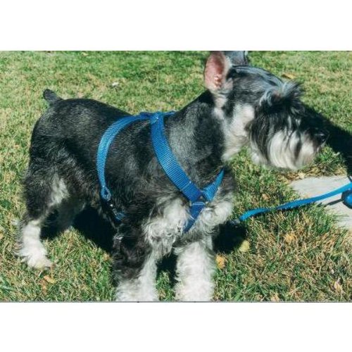 OmniPet Kwik Klip Adjustable Nylon Pet Harness, Mint, Small