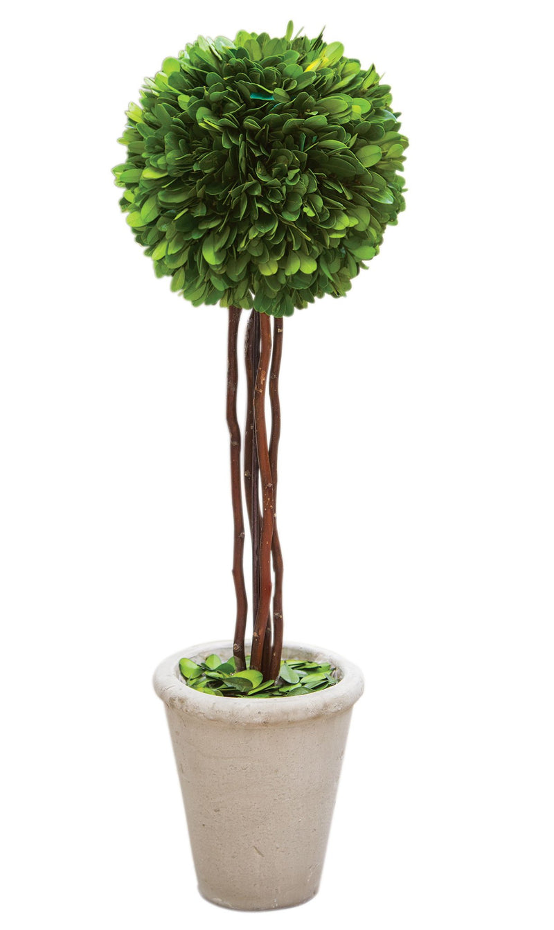 Craft House Designs Natural Preserved Boxwood Topiary, 20" High